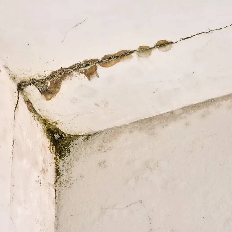 Rissige Deckenecke, Wasserflecken und Schimmel – hier sind dringend Renovierungsarbeiten erforderlich.